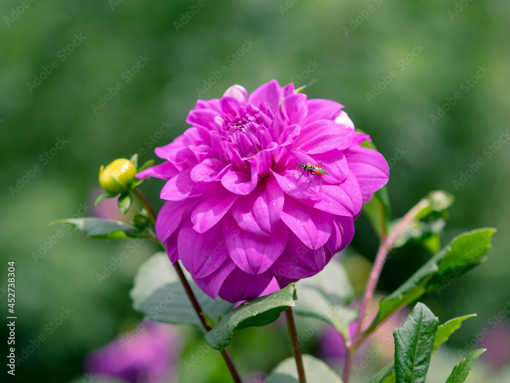 closeup purple dahlia with bee in fresh green garden closeup purple dahlia with bee in fresh green garden