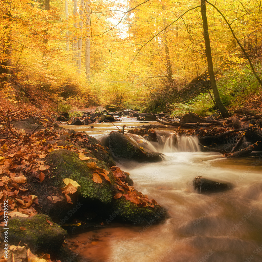 Leaves and debris around a stream on a fall day at Karlstal Gorge in Germany.