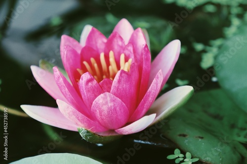 Beautiful of pink lotus flowers tropical with green leaves