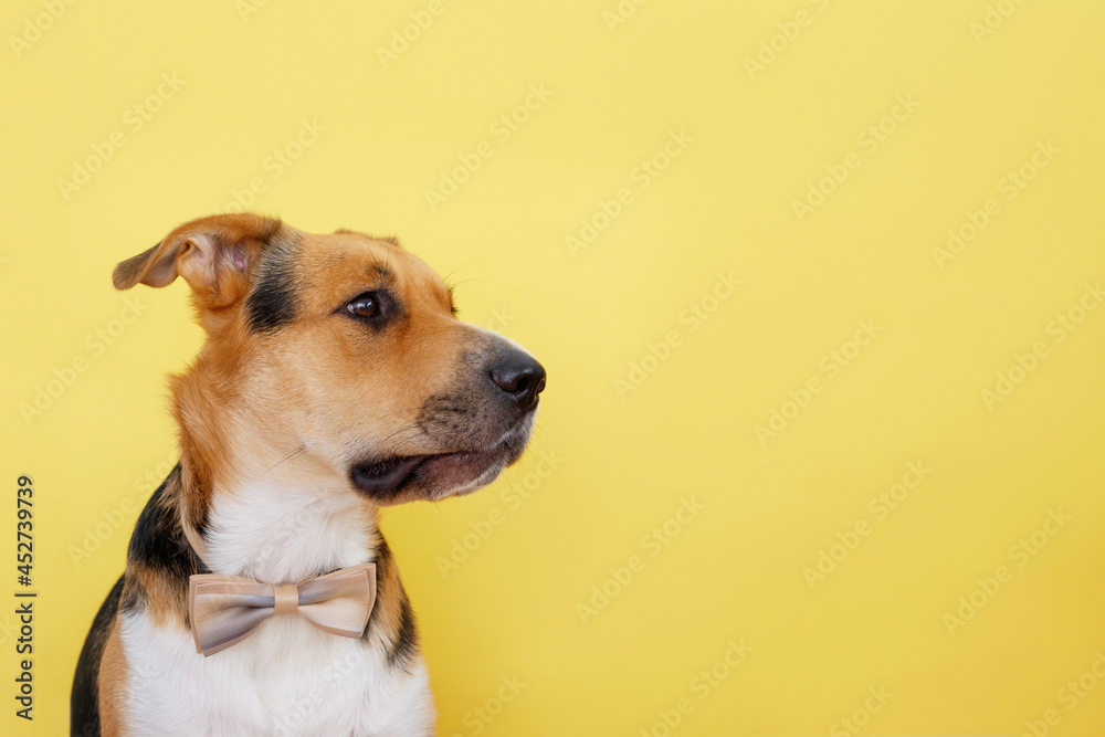 An elegant outbred dog on the yellow background dressed up glass