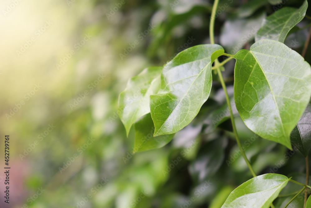 The garden is full of bright natural leaves and flowers The garden is full of bright natural leaves and flowers