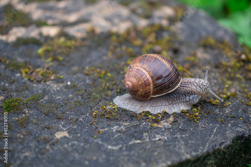 macro photography of snails after rain in summer