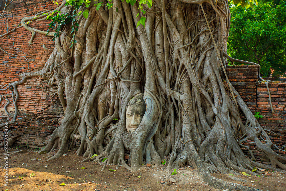 Buddha head in Ayutthaya,Buddha head embedded in a banyan tree. Unseen Ayutthaya Thailand, Wat Mahathat 