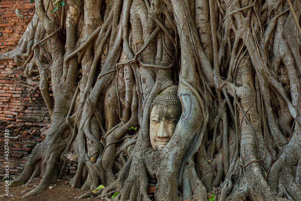 Buddha head in Ayutthaya,Buddha head embedded in a banyan tree. Unseen Ayutthaya Thailand, Wat Mahathat 