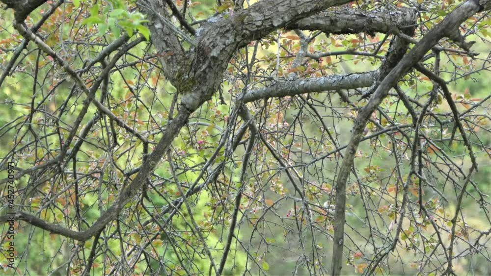 View Of Small Bird With Black And White Tail Through Tree Branches. static