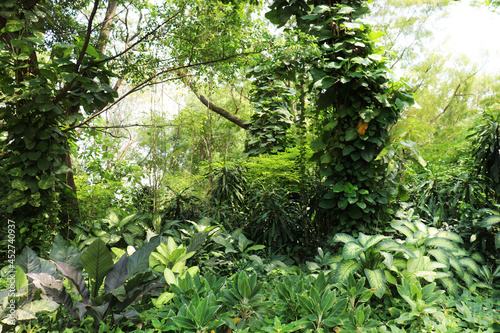 The garden is full of bright natural leaves and flowers