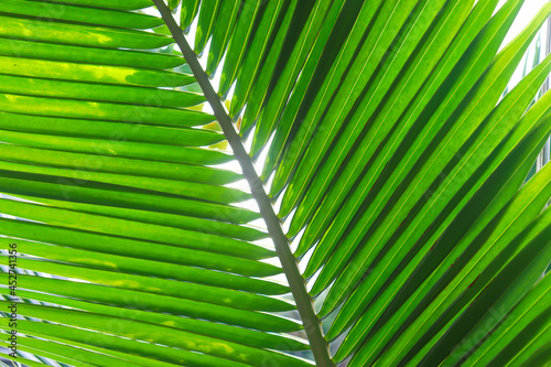 Green coconut leaf background