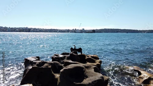 Black Cormorant Perched On The Rocks Near The Royal Botanic Gardens In Sydney, NSW. wide shot photo