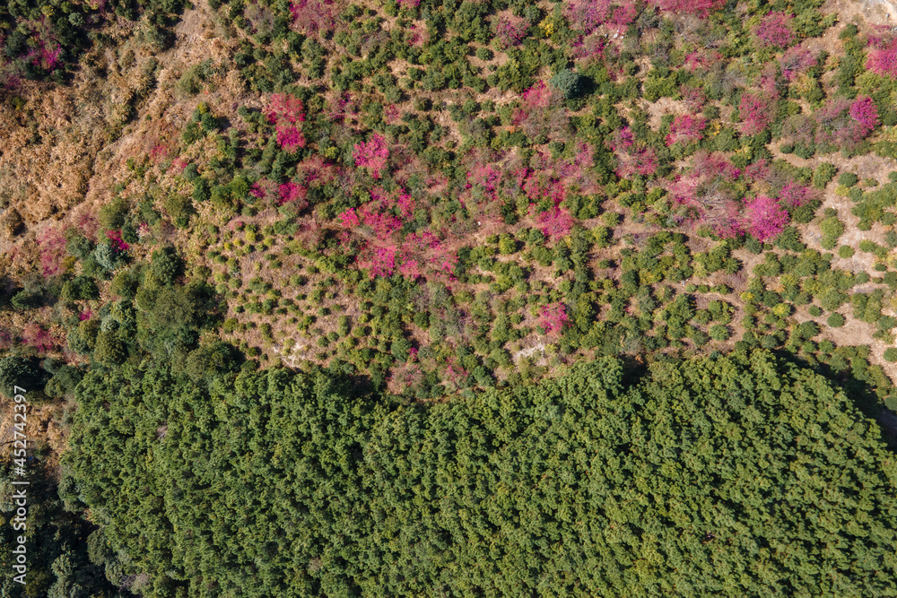 Aerial photography of trees and cherry blossoms on the mountain
