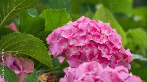 Closeup of pink flowering hydrangea