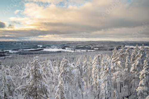 A top view of the snow covered trees in the snowdrifts. Magical winter forest. Natural landscape with dramatic beautiful sky. © Souvik