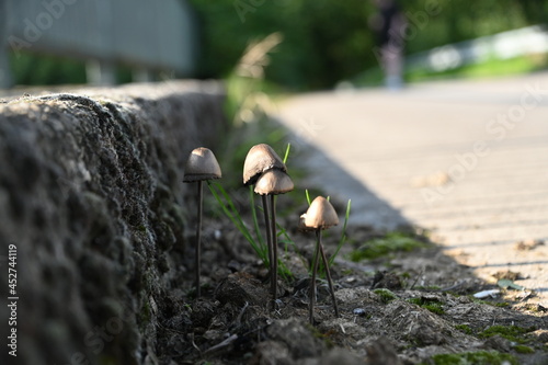 Pilze auf Asphalt