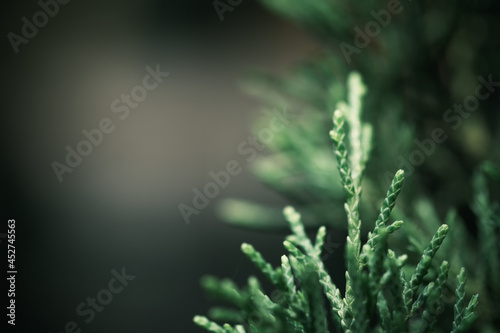 Christmas Fir tree brunch textured  Fluffy pine tree brunch close up. Green pine branches  pine branch with a new young shoot. The green needles on the branch  mountain pine  mugo.