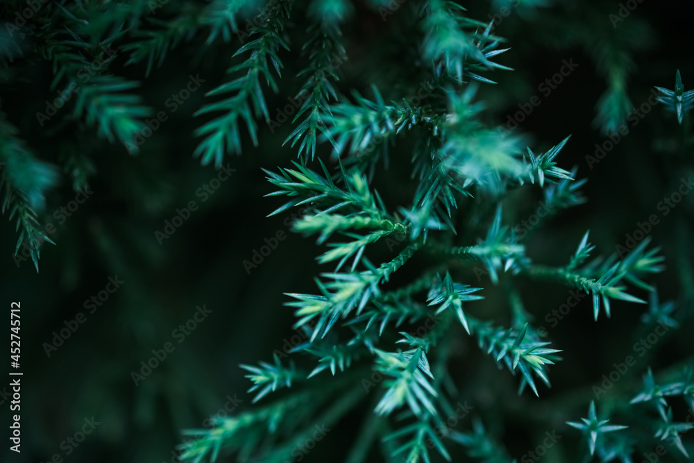 Christmas Fir tree brunch textured, Fluffy pine tree brunch close up. Green pine branches, pine branch with a new young shoot. The green needles on the branch, mountain pine, mugo.