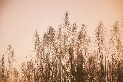 Soft gently wind grass flowers in aesthetic nature of early morning misty sky background. Soft and blurred image of autumn nature in pastel tone.