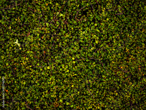 Green round leaves backdrop