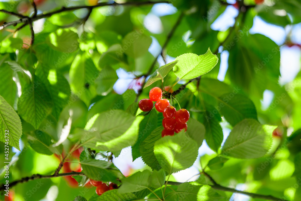 Close up of a ripe fresh red cherries and green leaves in a tree orchard in a garden in a sunny summer day, beautiful outdoor background photographed with soft focus.