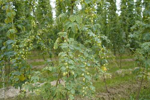 Hop-planting (Humulus lupulus) with fruits just before harvest. Bavaria, Germany © guentermanaus