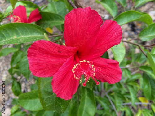 red hibiscus flower in garden