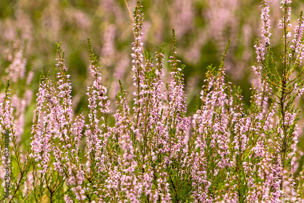 Obraz premium lavender field in spring