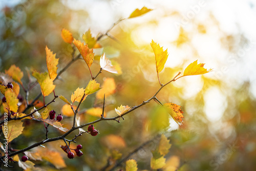 Autumn yellow leaves and Hawthorn fruits on a branch. Medicinal plant Crataegus monogyna, known as hawthorn ( may, mayblossom, maythorn, quickthorn, whitethorn, motherdie, haw ) Autumn background.