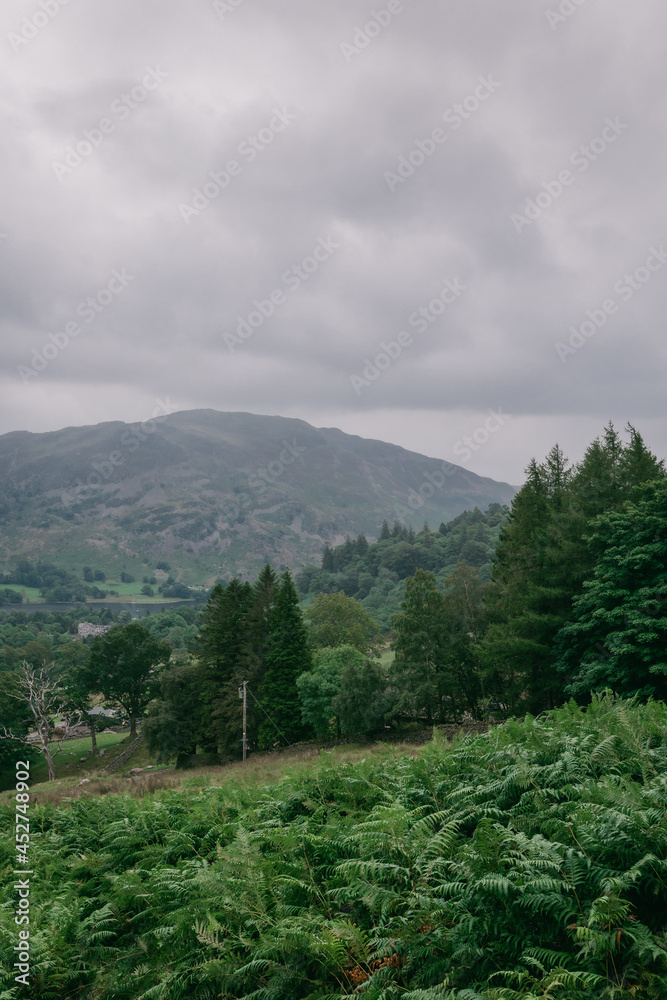 Fototapeta premium forest in the mountains