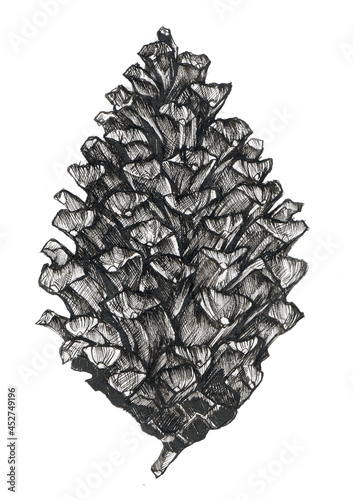 Pine cone hand drawn illustration, art graphics.