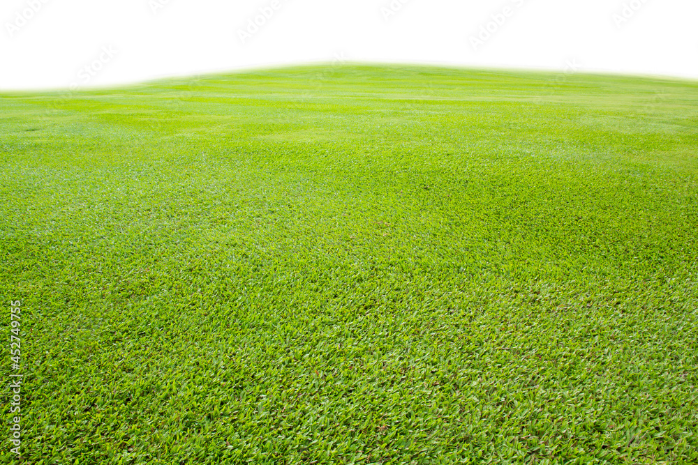 green grass field on white background