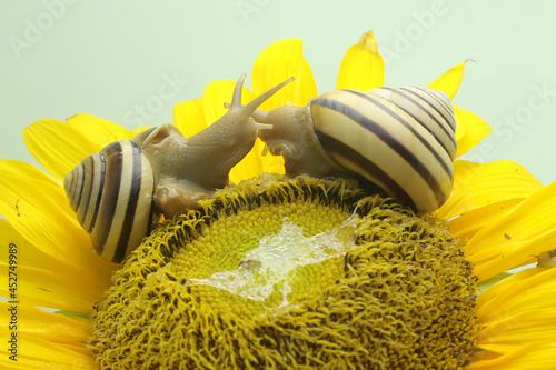 Two beautiful colored tree snails are looking for food. The mollusk, which has the scientific name Asperitas nemorensis, is a natural habitat in a forest area on the island of Sumbawa, Indonesia.  photo