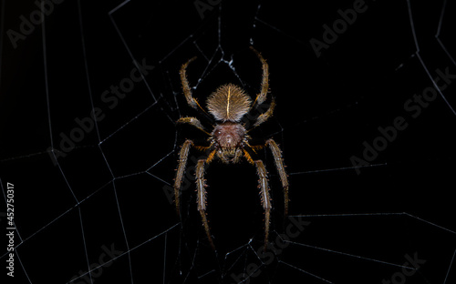 Closeup of a Tropical Orb-weaver (Erihora fuliginea) spider from Ecuador. Spider on its spiderweb. Wildlife background.