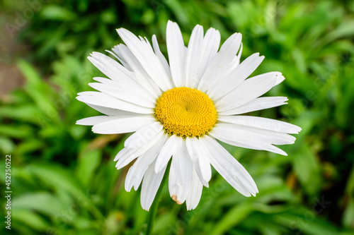 Fototapeta Naklejka Na Ścianę i Meble -  Close up of one large white Leucanthemum vulgare flower known as ox - eye daisy, oxeye daisy or dog daisy in a sunny summer garden, fresh natural outdoor and floral background.