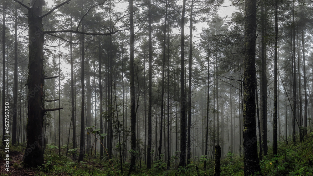 forest in fog / bosque de niebla; Parque Nacional Cumbres del Ajusco, México. forest in fog / bosque de niebla; Parque Nacional Cumbres del Ajusco, México.