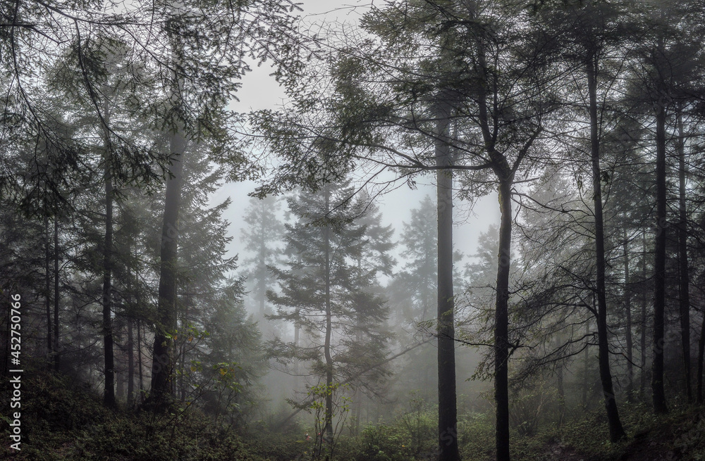 fog in the woods / niebla entre árboles; Parque Nacional Cumbres del Ajusco, México. fog in the woods / niebla entre árboles; Parque Nacional Cumbres del Ajusco, México.