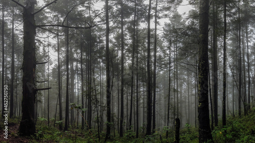 forest in fog   bosque de niebla  Parque Nacional Cumbres del Ajusco  M  xico. 