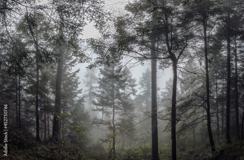 fog in the woods   niebla entre   rboles  Parque Nacional Cumbres del Ajusco  M  xico. 