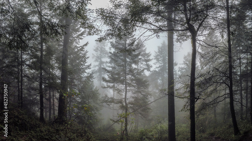 fog in the woods / bosque de niebla; Parque Nacional Cumbres del Ajusco, México. 