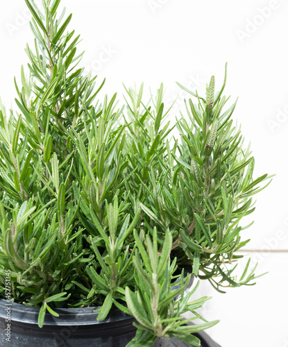 Close up Rosemary plant ,home herb plant.