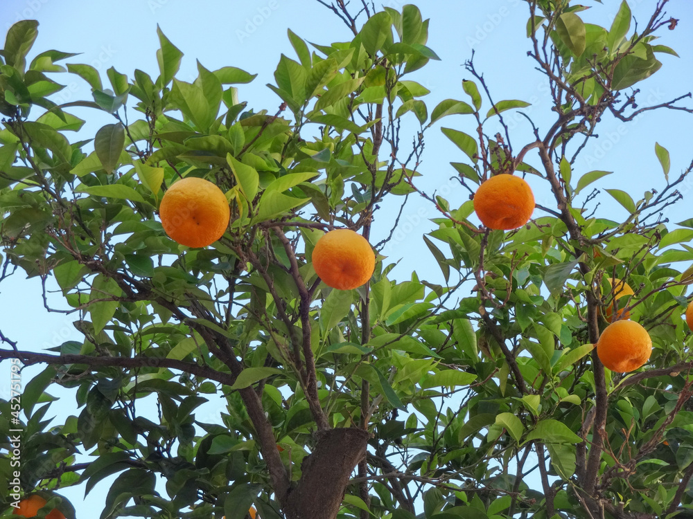 Tangerines on a branch