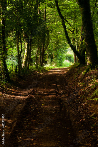 Un chemin creux à l´ombre des arbres avec le soleil au bout du tunnel.