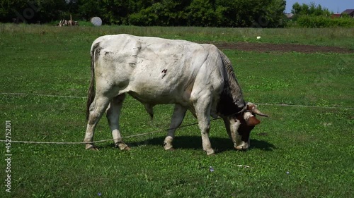 Bull in the meadow. Fighting bulls.