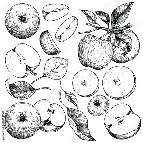 Fotografia A set of hand-drawn sketches with apples and leaves
