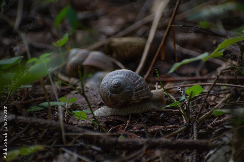 A snail in the forest in summer A snail in the forest in summer
