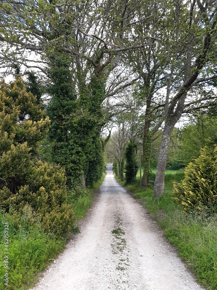 Obraz premium Sendero del Pazo de Penas Corveiras en Vilalba, Galicia