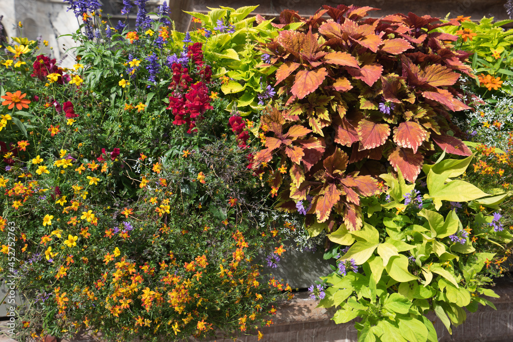 Colorful summer flowers and garden plants in the sun