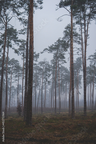 foggy landscape with pine forest