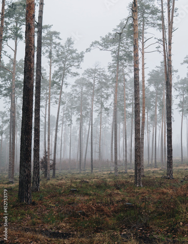 foggy landscape with pine forest