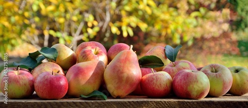 Fresh ripe red with green apples and colorful pears on wooden table on the background of the autumn garden close-up.