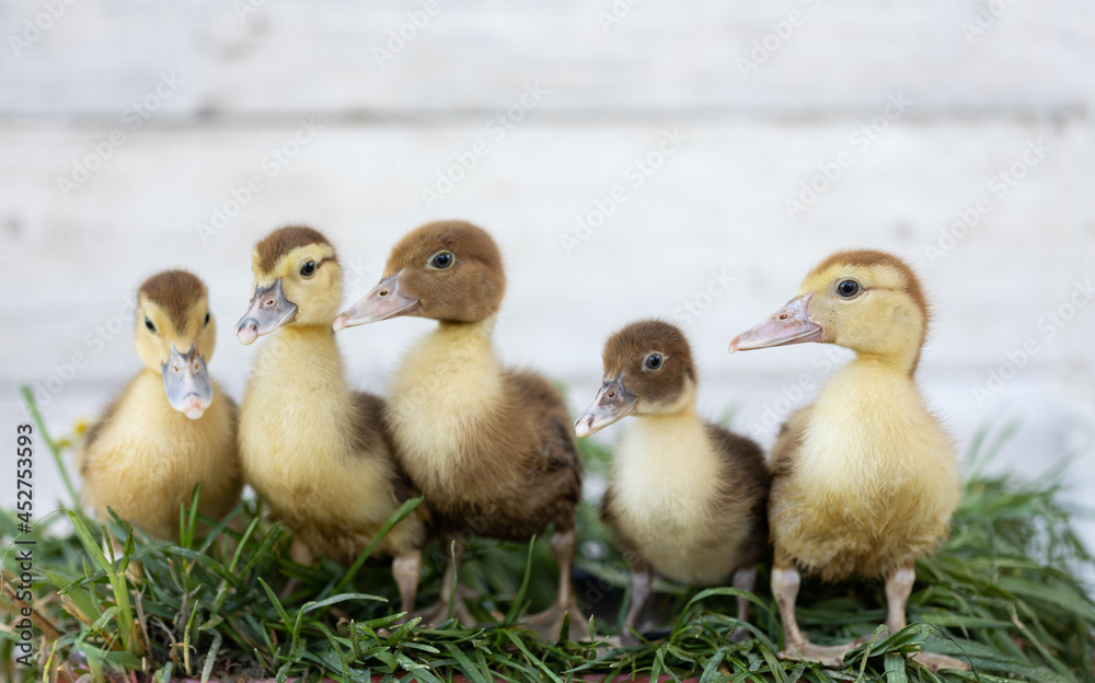 little ducklings on grass