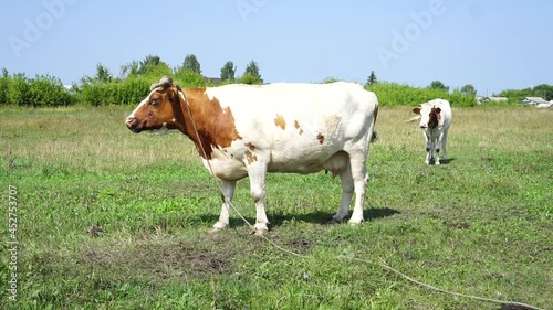 Cows on a summer pasture.