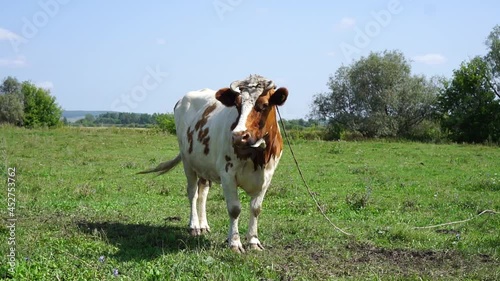 Cows on a summer pasture.